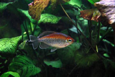 Phenacogrammus Interruptus Tétra Du Congo Poissons Arc En Ciel Congo Tetra