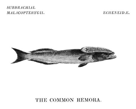 80 Ikan Remora Ilustrasi Grafik Vektor And Clip Art Bebas Royalti Terbaik Istock