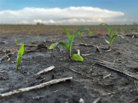 Look For Early Signs Of Crop Stress Brownfield Ag News