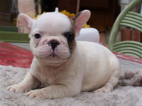 Chiot Bouledogue Francais