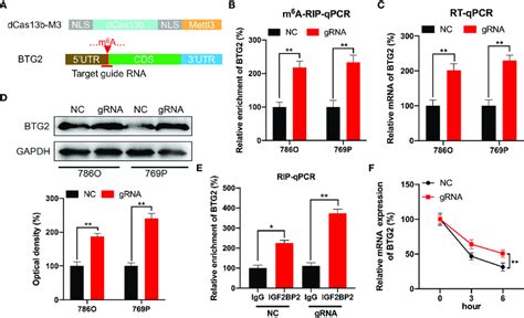 CRISPR DCas13b METTL3 Specifically Targets M 6 A Methylation Of BTG2 To