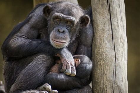 Can You Have A Chimpanzee As A Pet Animal Start