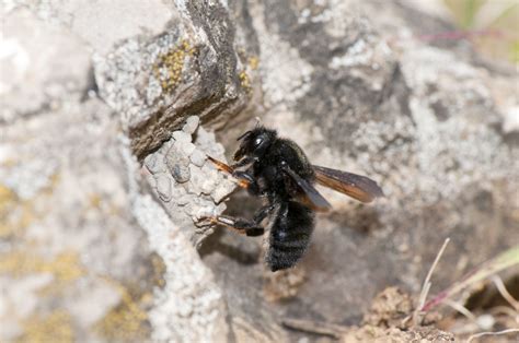 Identifying And Supporting Wild Bees Plantura