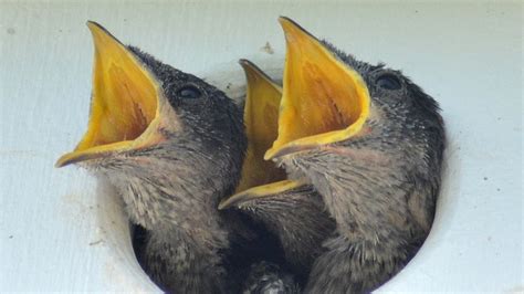 Feeding & Raising A Baby Sparrow