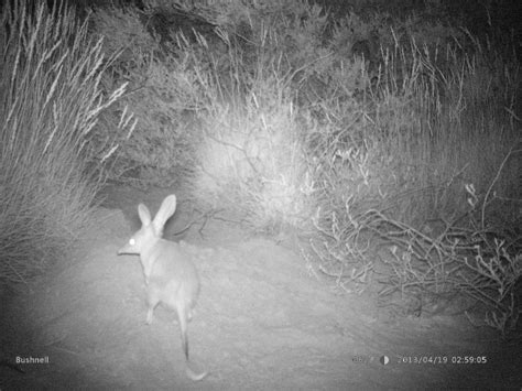 Indigenous Knowledge Helps Map Habitat For The Threatened Bilby