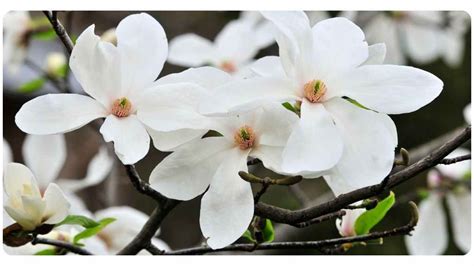 6 Magnolia Bark Benefits: Dosage & Safety | The Botanical Institute