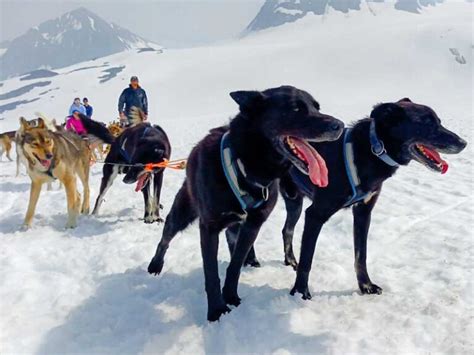 Dog Sled Adventure Tour – Winter - Snowhook Adventure Guides of Alaska