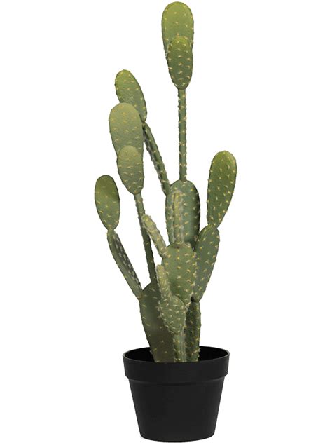 Cactus Opuntia Opuncja Sztuczna Ro Lina Sklep Z Ro Linami Cocaflora