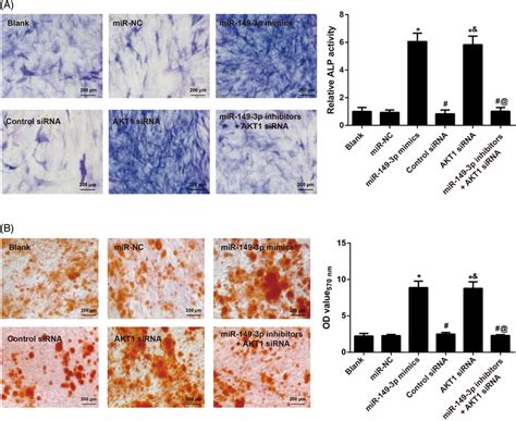 Effect Of Mir‐149‐3p On Alp And Mineral Calcium Deposition In Human Download Scientific Diagram