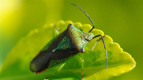 Hawthorn Shieldbug (A. haemorrhoidale) - Woodland Trust