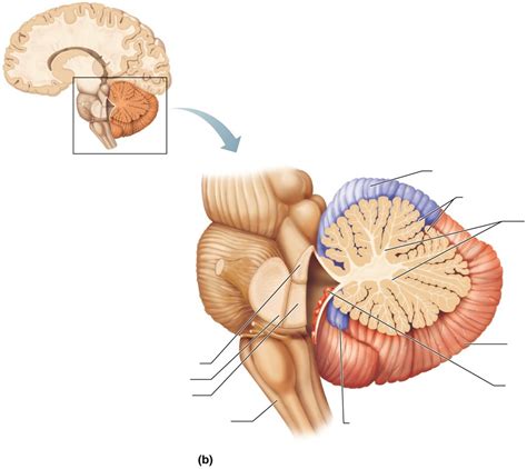 Biology 241 A P Parasagittal Section Of Cerebellum Part Of CNS