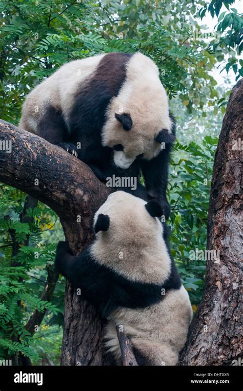 Panda gigante el panda gigante en la cría y la base de investigación de