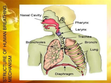 The human breathing mechanism