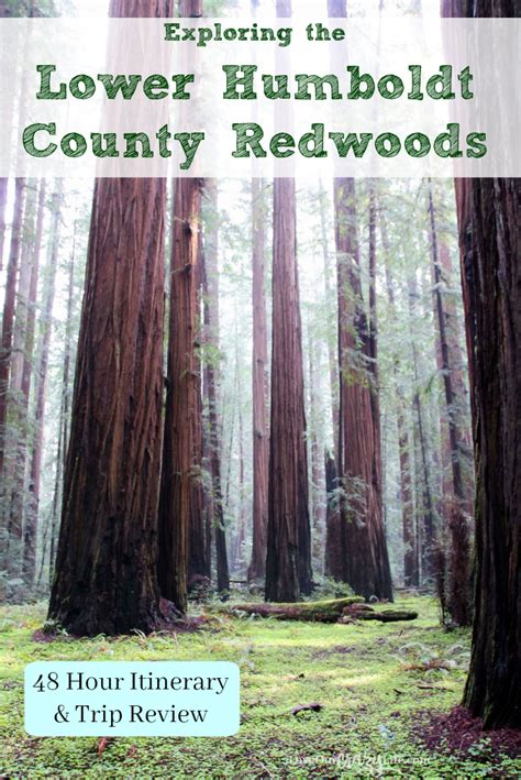 Exploring Humboldt County Redwoods - This Crazy Adventure Called Life