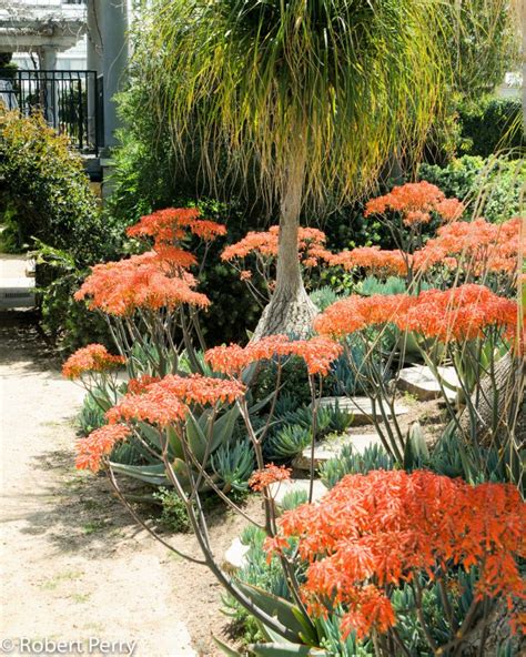 Coral Aloe Inland Valley Garden Planner Drought Tolerant Plants