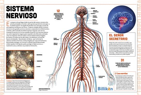 Como Funciona El Sistema Nervioso Humano Image To U