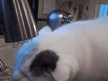 Very Clean Cat GIF - Cat Shower Cute - Discover & Share GIFs