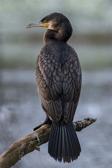 Cormorant Kevin Haye Flickr