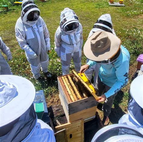 Beekeeping Experience And Hive Tour Foxhound Bee Company