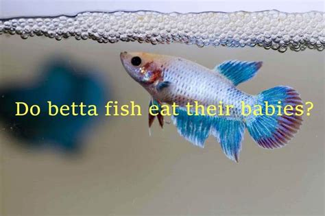 How Do Betta Fish Have Babies