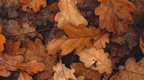 Wallpaper autumn dry leaves brown fallen