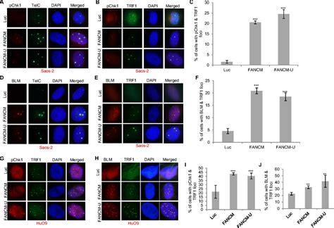 Fancm Brca And Blm Cooperatively Resolve The Replication Stress At