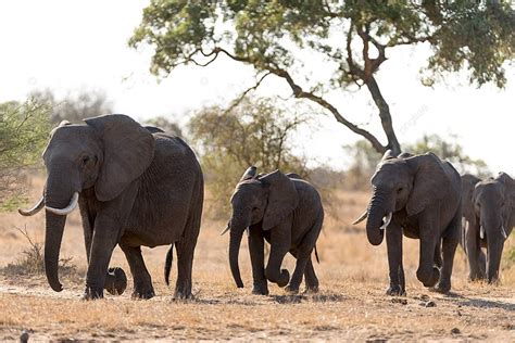 Elephant Herd Africa Huge Elephants Young Photo Background And Picture ...