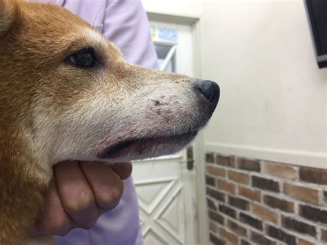 柴犬の口唇に形成された粘膜膿皮症 千葉県佐倉市のしらい動物病院