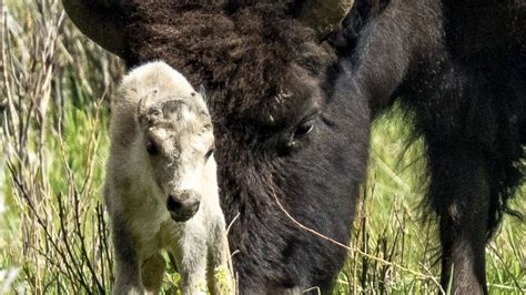 White Buffalo Calf Prophecy : r/elderwitches