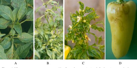 Figure 2 From Virus Diseases Of Pepper Capsicum Annuum L In Hungary Semantic Scholar