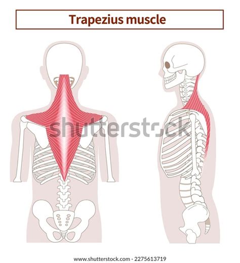 illustration anatomy trapezius muscle side  stock vector royalty