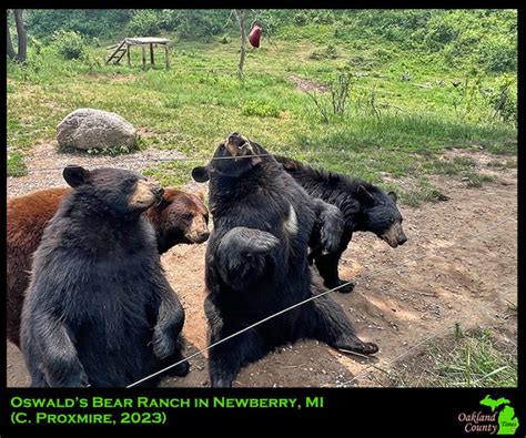 Explore: Oswald's Bear Ranch in Newberry, Michigan - Oakland County Times