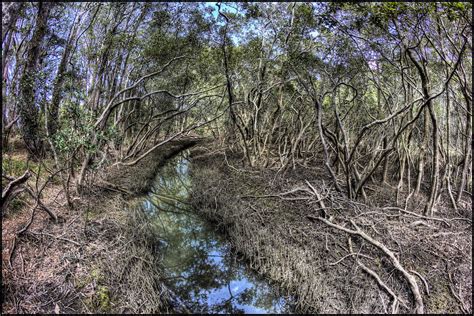 Mangrove swamp by Davenwolf on DeviantArt