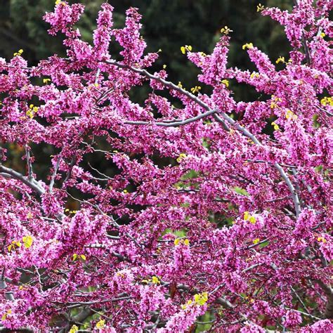 Hearts of Gold Redbud Trees for Sale | FastGrowingTrees.com