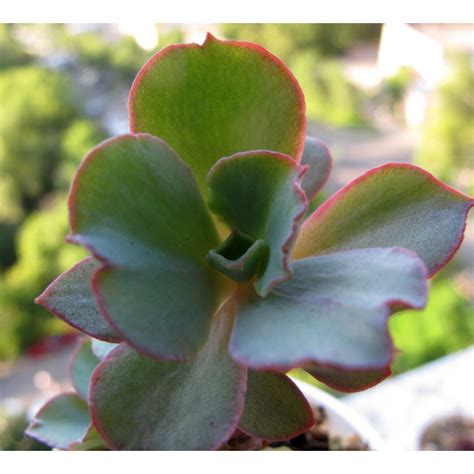 Суккуленты Эхеверии Echeveria Chantilly