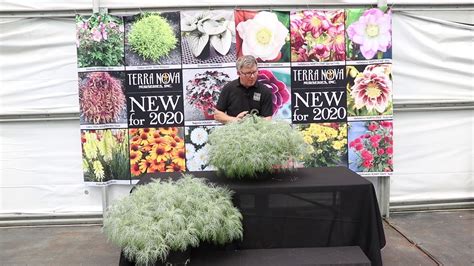 Terra Nova® Nurseries Inc Artemisia Makana™ Silver Youtube