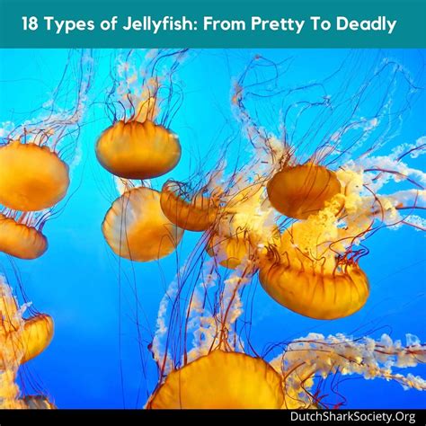 18 Types Of Jellyfish From Pretty To Deadly Dutch Shark Society