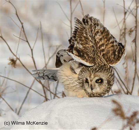 Respectful owl photography and observation - International Owl Center