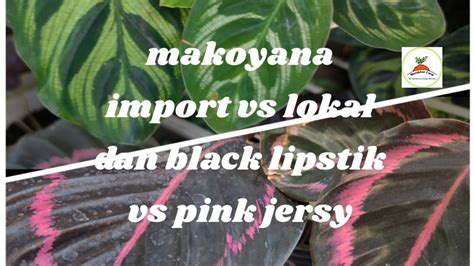 Perbedaan Calathea Makoyana Impor Vs Lokal Dan Calathea Black Lipstik