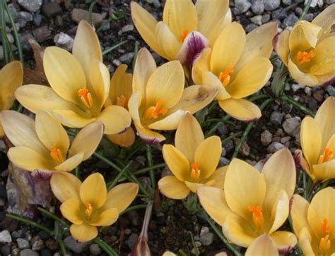 Crocus Chrysanthus Herald North American Rock Garden Society