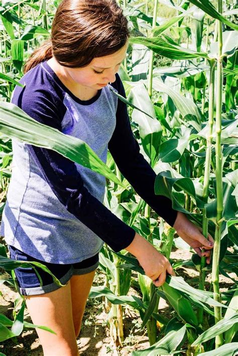 When And How To Harvest Corn Gardeners Path