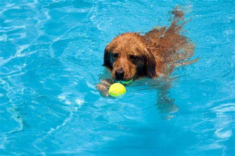 Can Golden Retrievers Swim? The Ultimate Guide To Swimming With Your ...