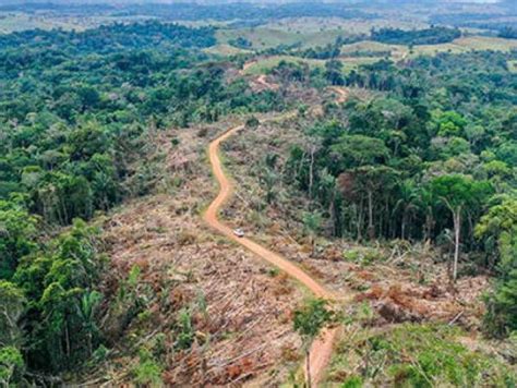 En Un Día En Colombia Se Deforestan 500 Hectáreas De Bosque Gobierno