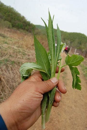 農村一種山野菜，不識貨的都當成雜草，殊不知它比苦菜還美味 每日頭條