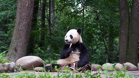 Foreign Born Pandas Join China S Efforts To Boost Wild Population