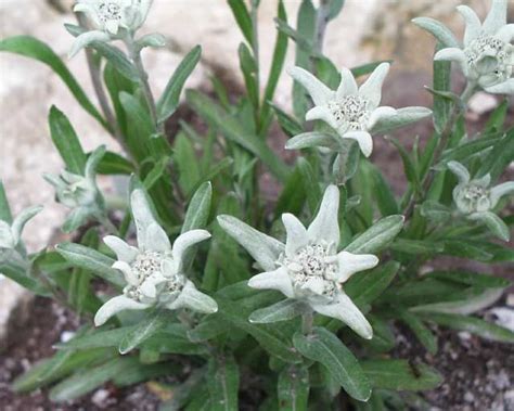 Natura Al Bergued Flora La Flor De Neu O Edelweiss Leontopodium