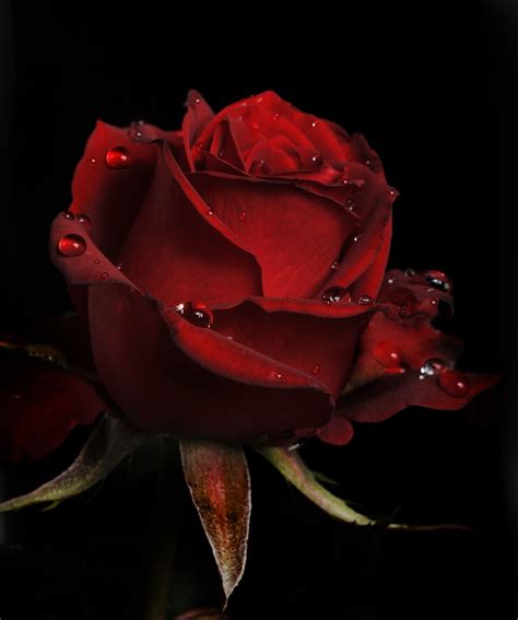 Red Rose With Raindrops Beautiful Red Roses Red Roses Beautiful Flowers