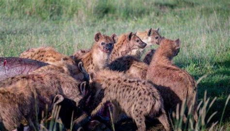 Are Hyenas Dangerous? Do Hyenas Attack Humans? (YES!)