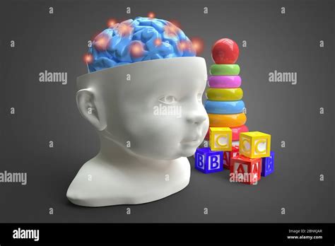 Anatomie Du Cerveau De L Enfant Banque De Photographies Et Dimages