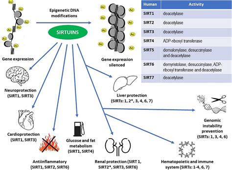 Frontiers Sirtuins At The Service Of Healthy Longevity